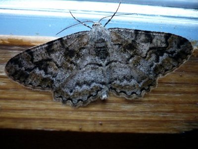 Variabele spikkelspanner, Alcis repandata.jpg